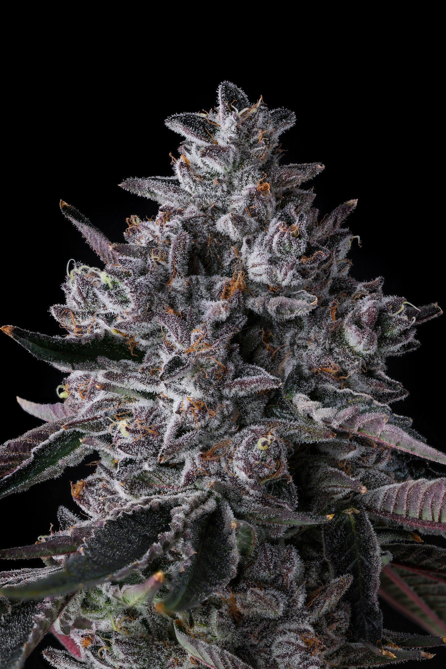 Chrome Dome : ( Lemonheadz x Eye Candy )