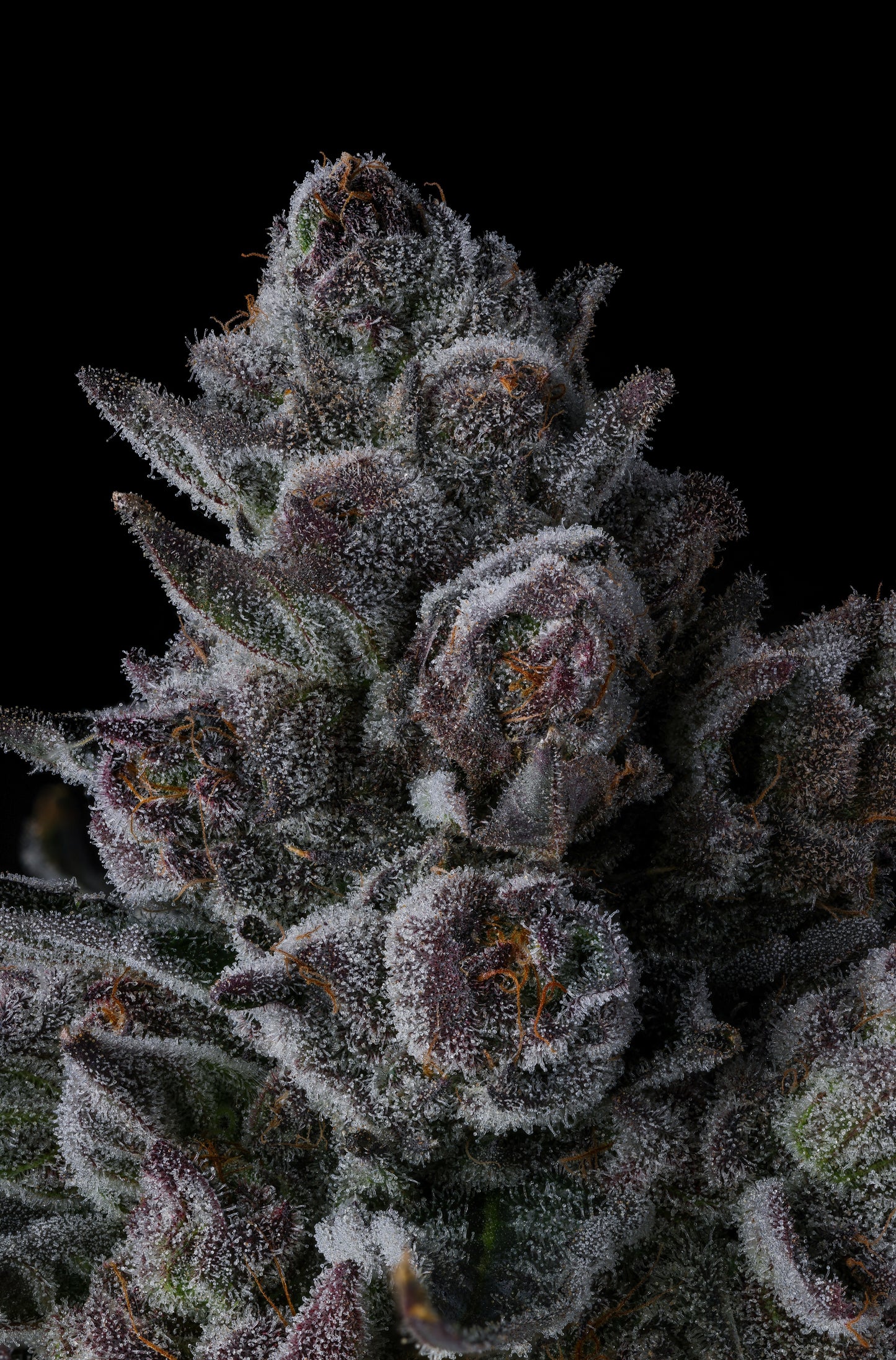 Old Money : ( Tribute x Eye Candy )