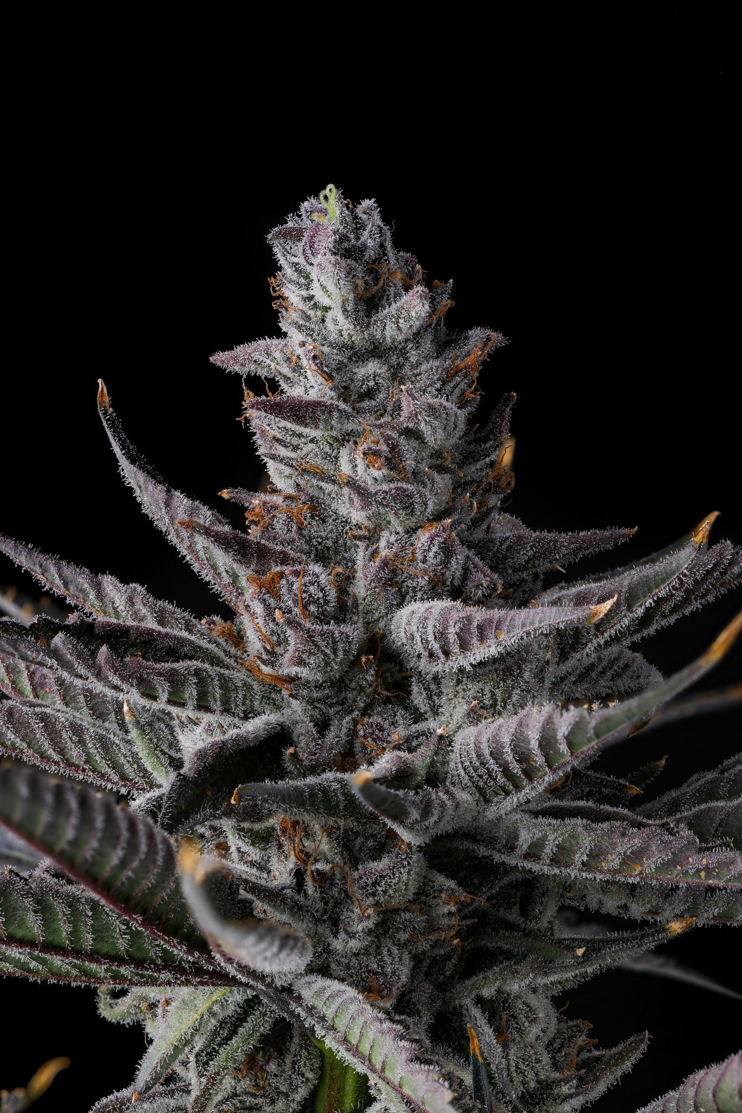 Rah Tah Tah : ( Jahmba Juice x Eye Candy )