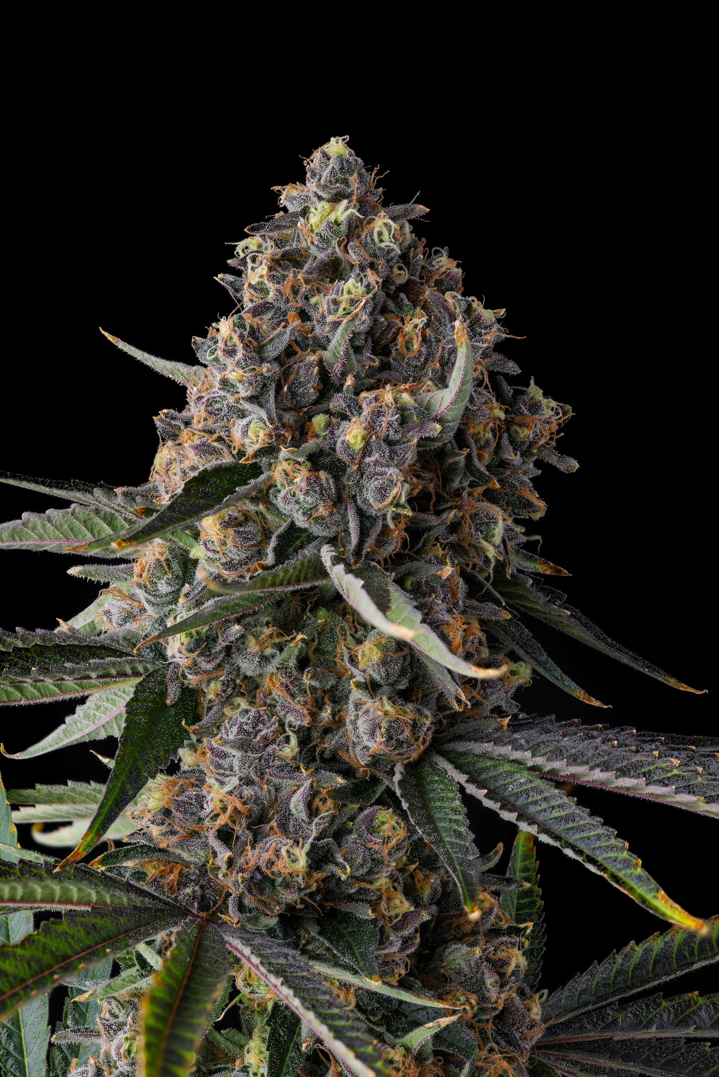 Versace Sour : ( Orginal Sour D x Eye Candy )