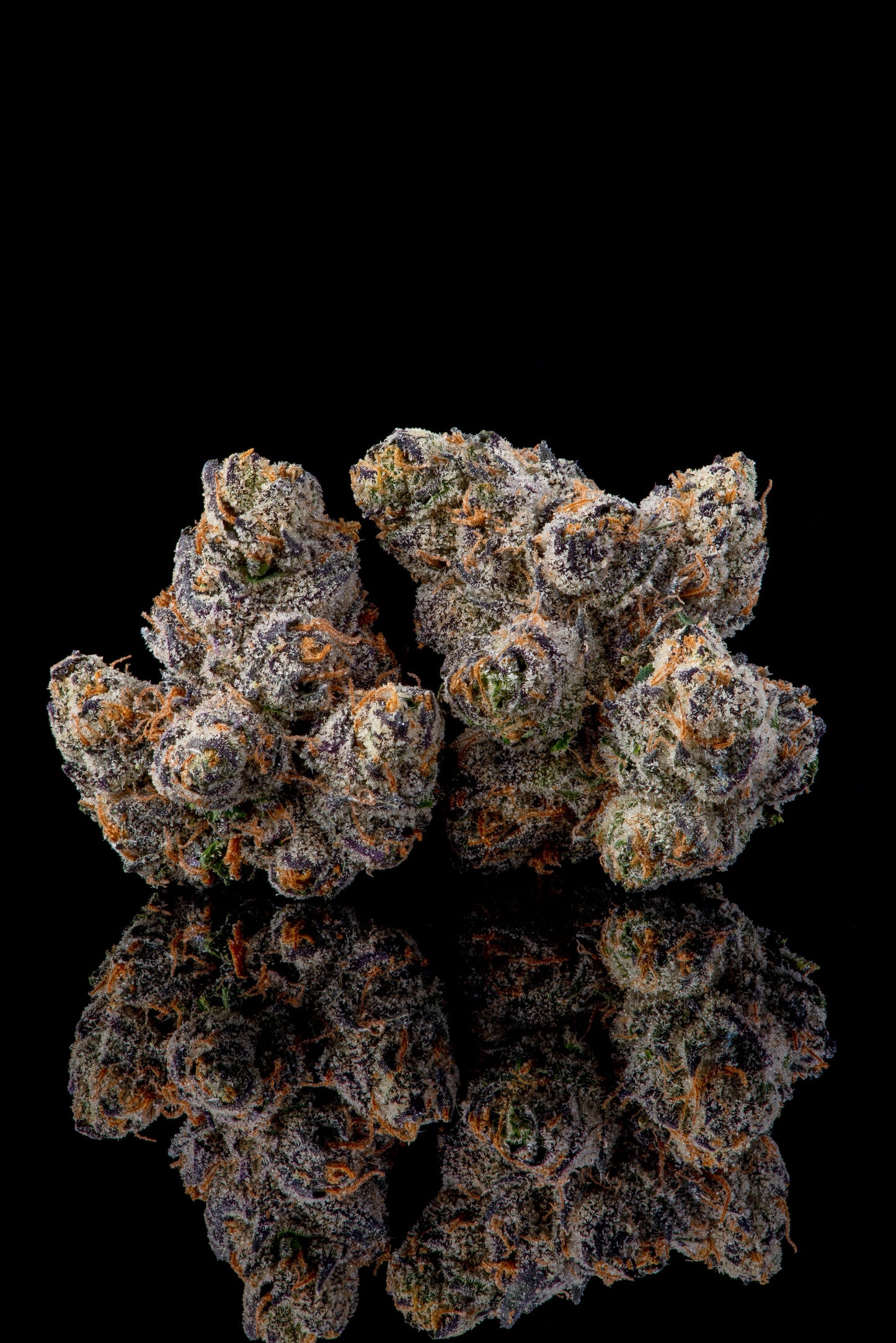 Runtz Carlton : ( White Runtz x Eye Candy )