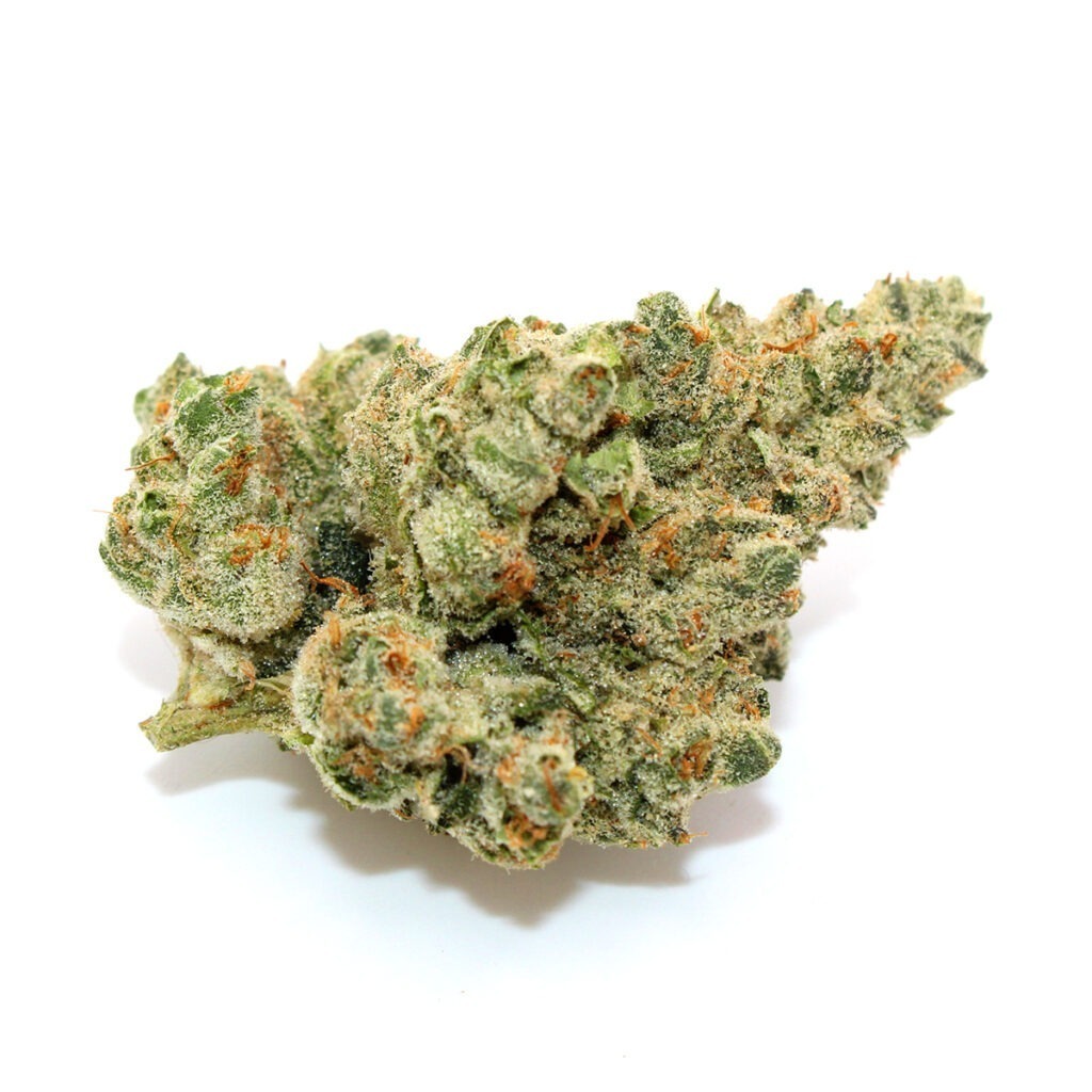 Glazed Apricot Gelato x Medellin