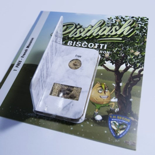 Pisthash – Feminisiert – – Biscotti X Macaron