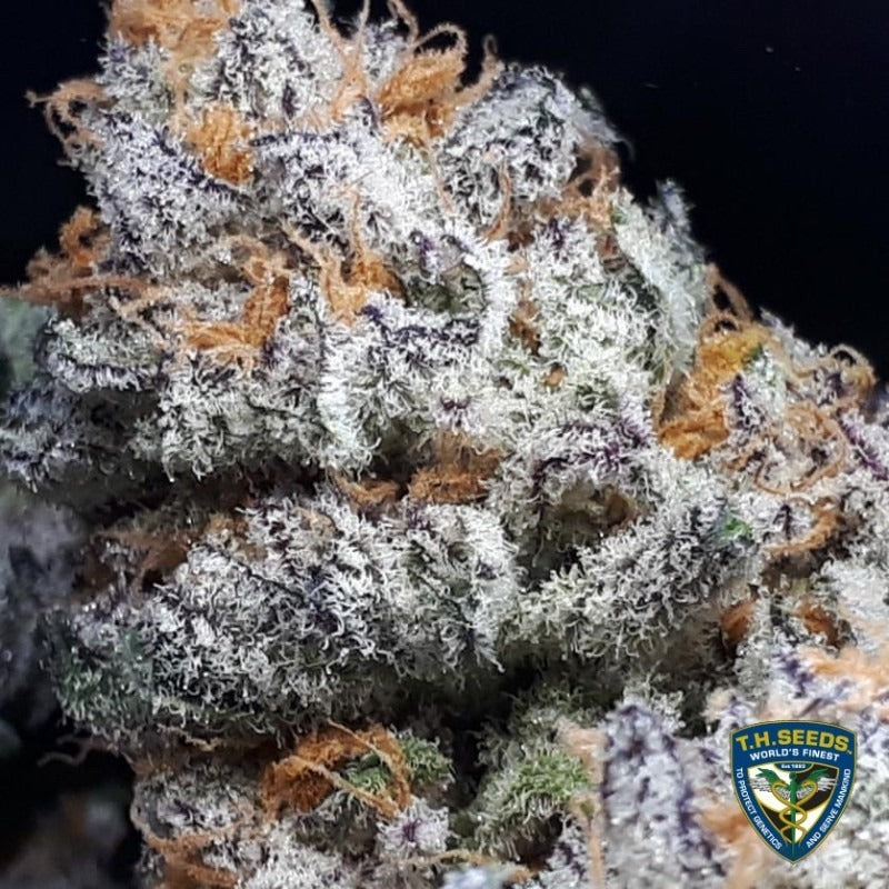 Purple Banana Cream – Feminisiert