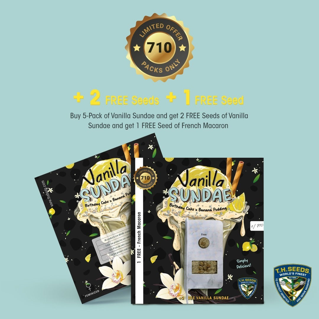 Vanilla Sundae – Feminisiert – 710 Limited Special Pack