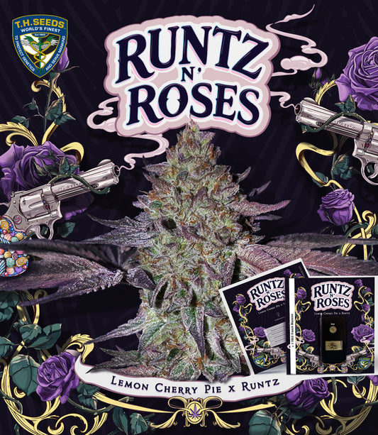 Runtz N' Roses von T.H.Seeds™