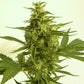 AUTO Critical Hog – Feminisiert