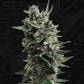 AUTO Critical Hog – Feminisiert