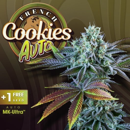 AUTO French Cookies – Feminisiert