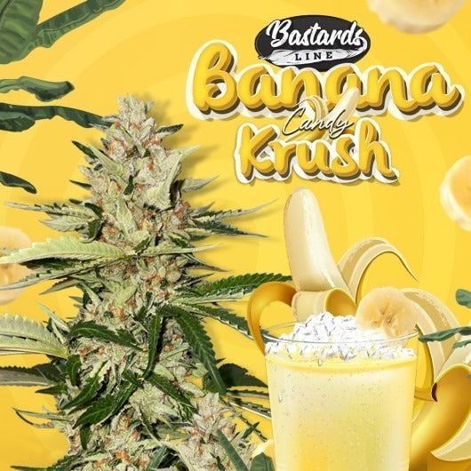 Bastards Line: Banana Candy Krush – Feminisiert