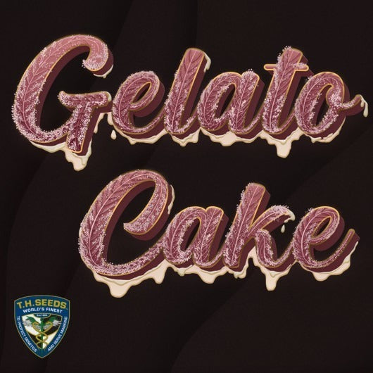 Gelato Cake – Feminisiert – Gelato 33 X BDC