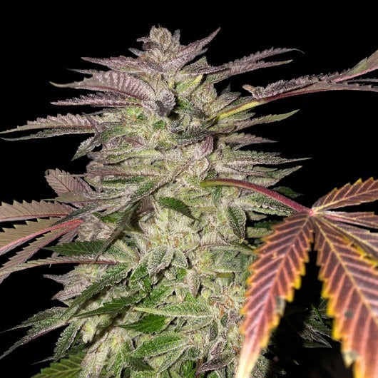 Gelato Cake – Feminisiert – Gelato 33 X BDC