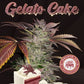 Gelato Cake – Feminisiert – Gelato 33 X BDC