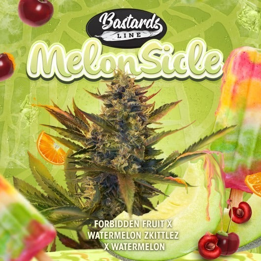 Bastards Line: Melonsicle – Feminisiert