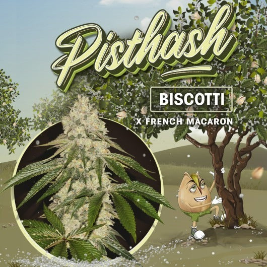 Pisthash – Feminisiert –  – Biscotti X Macaron