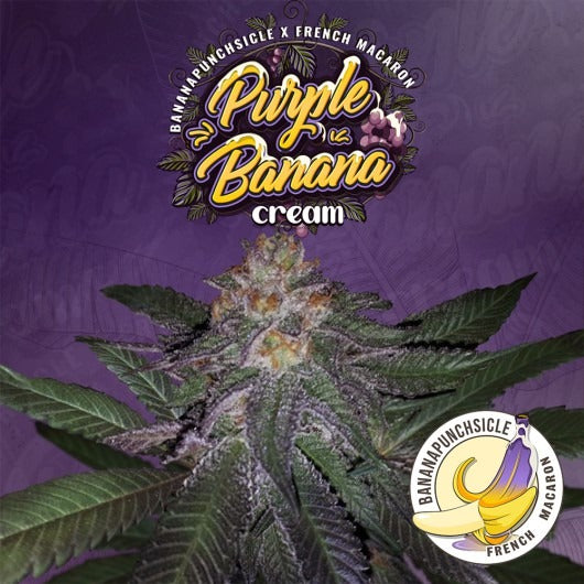 Purple Banana Cream – Feminisiert