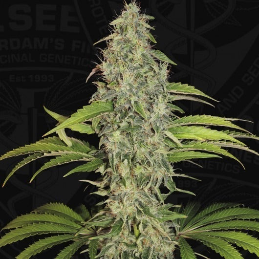 S.A.G.ETM CBD – Feminisiert