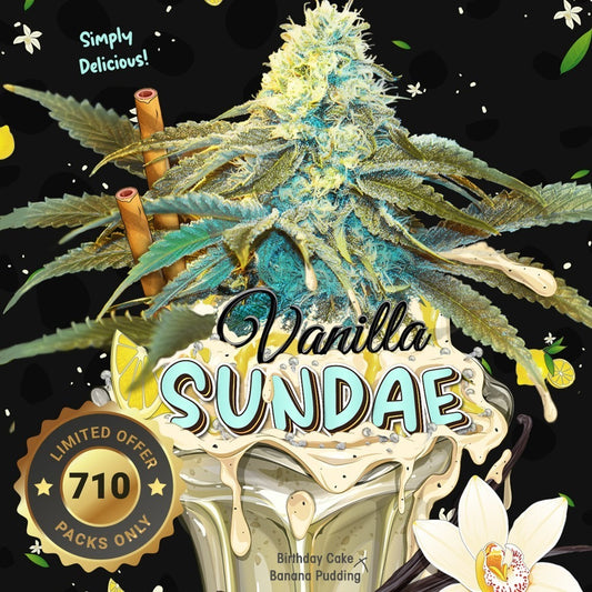 Vanilla Sundae – Feminisiert – 710 Limited Special Pack